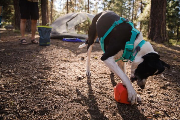 Ruffwear Front Range Halsband 28 - 36 cm aurora teal